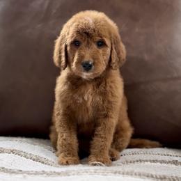 Rose - Red  female Goldendoodle puppy in St George, Utah from Doodle Bears of Southern Utah
