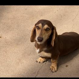 Ryder - Dachshund
