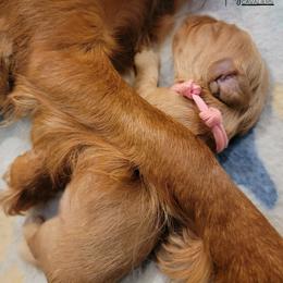 Cavalier King Charles Spaniel Puppies from Royalton Cavaliers