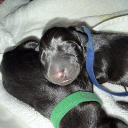 Benny - Black and rust male Doberman Pinscher puppy in Brookfield, Wisconsin from Haus of Hound
