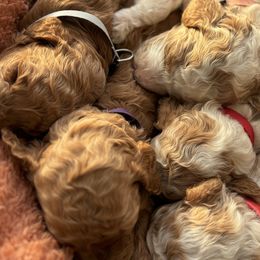 Goldendoodles from Alvdoodles