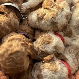 Goldendoodles from Alvdoodles