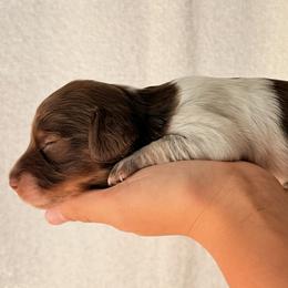 Trixie - Piebald female Dachshund puppy in Paso Robles, California from Drift & Dash Dachshunds