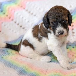 Rocky - Parti male Goldendoodle puppy in Idaho Falls, Idaho from High Quality Goldendoodles