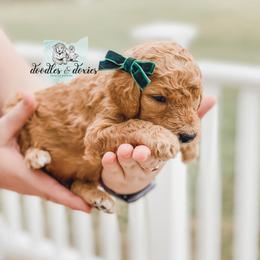Dachshund, Goldendoodle, and Sheepadoodle Puppies from Doodles & Doxies