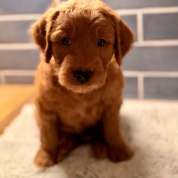 Ziti - Parti male Goldendoodle puppy in Silverdale, Washington from King Family Doodles