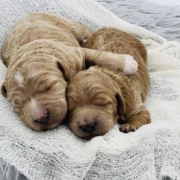 Goldendoodle and Poodle Puppies from Krispydoodle