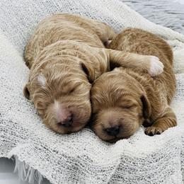 Goldendoodle and Poodle Puppies from Krispydoodle