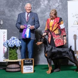 Rodeo - Doberman Pinscher