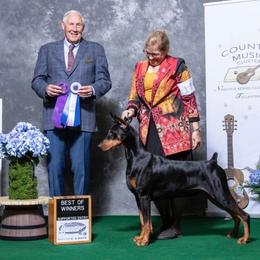 Rodeo - Doberman Pinscher