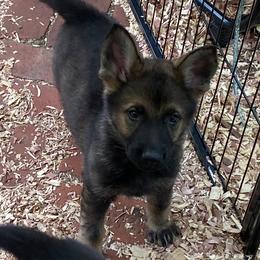 German Shepherd Puppies from Eisenkraft K9’s