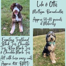 Bernedoodle puppies from Doodling All Day Goldendoodles