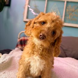 Shasta with training - Red and white female Cockapoo puppy in Boonville, North Carolina from Doods & Dolls