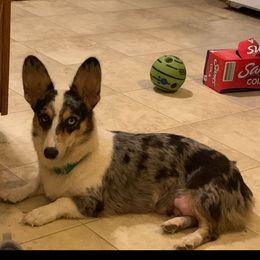 Coon - American Corgi