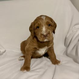 Dasher: Medium Goldendoodle, Male, Ready Jan 19 - Apricot male Goldendoodle puppy in Johns Island, South Carolina from Golden Doodlebugs