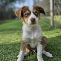 Ryan - Red tri male Toy Australian Shepherd puppy in Snowflake, Arizona from Halfpint Aussies