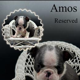 Amos - Seal and white male Boston Terrier puppy in Jacksonville, Florida from Trail’s End Boston Terriers