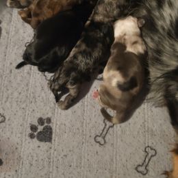 Girl 1 - Dapple female Dachshund puppy in Annandale, Minnesota from Weiners on a Hill