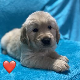 Mr. ❤️ - Light golden Golden Retriever puppy in Indepenence, Missouri from Goldenhubb