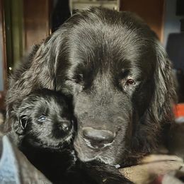 Newfoundlands from Donna's Newfoundlands