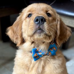 Golden Retriever Puppies from Haven of Hope Golden Retrievers