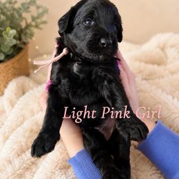 Lulu - Black female Bernedoodle puppy in Burley, Idaho from Amy's Bernedoodles