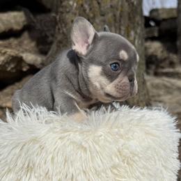 Chase - Blue male French Bulldog puppy in Wichita, Kansas from Let's keep it frenchie!