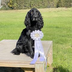 Finn - English Cocker Spaniel