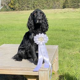 Finn - English Cocker Spaniel
