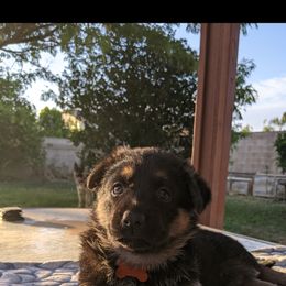 German Shepherd Puppies from Flussufer German Shepherds