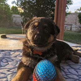 German Shepherd Puppies from Flussufer German Shepherds