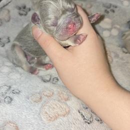 French Bulldog and Miniature Schnauzer Puppies from Olivia's Miniature Schnauzer's and French Bulldogs