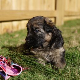 Calloway (Callie) - Black and red female German Shepherd puppy in Apex, North Carolina from Milestone GSDs