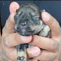 Miniature Schnauzer Puppies from G2G BREEDER