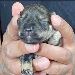 Miniature Schnauzer Puppies from G2G BREEDER