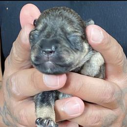 Miniature Schnauzer Puppies from G2G BREEDER