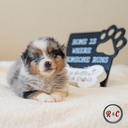 Juniper - Blue merle male Miniature Australian Shepherd puppy in Buna, Texas from R & C Kennels