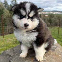Dash - Black and white male Pomsky puppy in Mc Minnville, Oregon from West Coast Pomskies