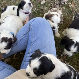 English Springer Spaniel Puppies from Cedar Ridge Kennels
