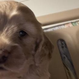 Cockapoos and Cocker Spaniels from Della Luna Cocker Spaniels Puppies