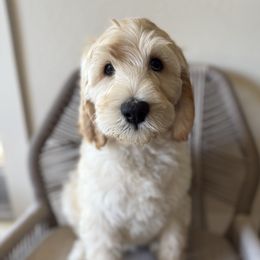 Dumble-dough - Cream male Labradoodle puppy in Lubbock, Texas from Lucky Labradoodles