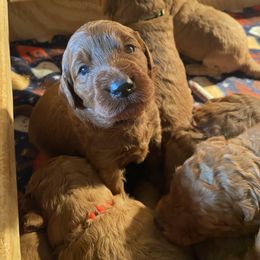 Goldendoodle Puppies from Penny Doodles VA