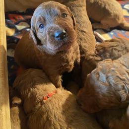 Goldendoodle Puppies from Penny Doodles VA
