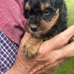 Sport - Tri-color male Bernedoodle puppy in Cody, Wyoming from Yellowstone Breeders