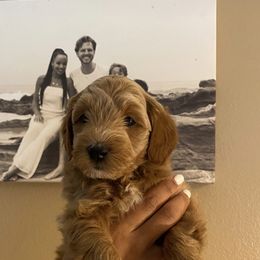 Goldendoodle Puppies from Rylaarsdam Doodles