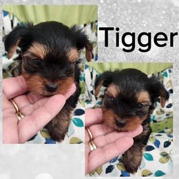 Tigger - Black and tan male Yorkshire Terrier puppy in Victoria, Texas from Diamond Yorkies Wilder