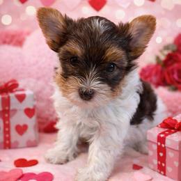 Godiva - Chocolate, tan and white female Yorkshire Terrier puppy in Parma Heights, Ohio from Yorkie Darlings ANGELHEARTS YORKIES