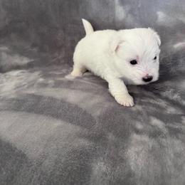 Bingo - White male Coton de Tulear puppy in Timber, Oregon from Sterling’s Sweet Cotons