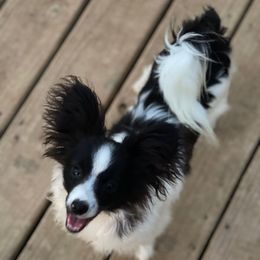 Yankee - White and black male Papillon puppy in Bradyville, Tennessee from Pinnacle Papillons