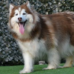 Sashenka - Siberian Husky